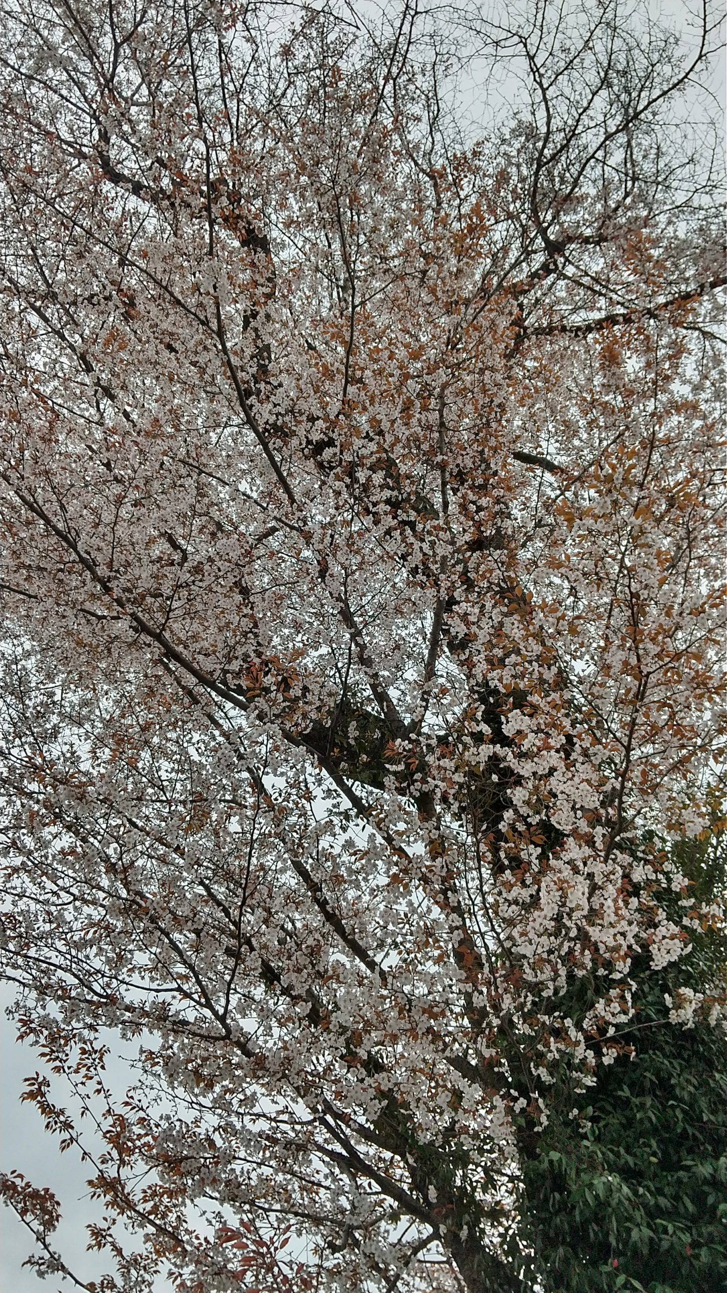 今年の置き場の山桜はこんな感じです。