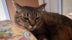 きょうのねこ