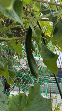 デカきゅうり🥒