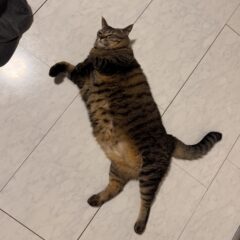 こはく