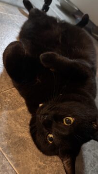 ごま