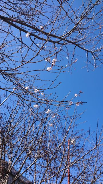 置き場の桜が咲き始めました。